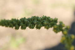 Verbascum × incanum