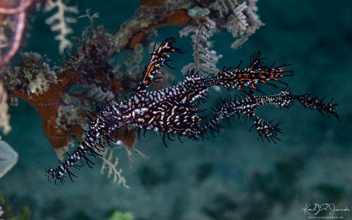 Harlequin Ghost Pipefish