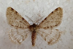 Phigalia pilosaria