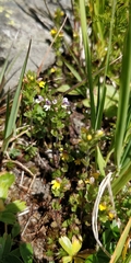 Euphrasia minima