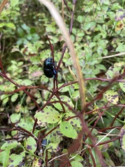 Anoplotrupes stercorosus