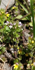 Euphrasia minima