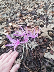 Colchicum