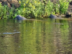 Trichechus manatus