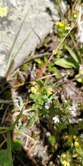 Euphrasia minima