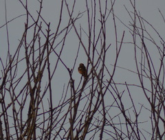 Phoenicurus auroreus