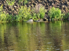 Trichechus manatus