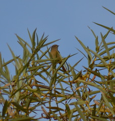Phoenicurus auroreus