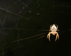 Araneidae