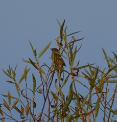 Phoenicurus auroreus