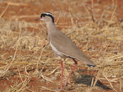 Vanellus coronatus