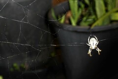 Araneidae