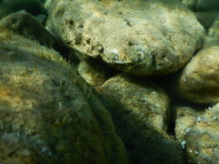 Epinephelus marginatus