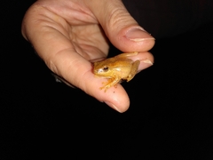 Dendropsophus minutus