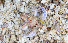 Eurypegasus draconis