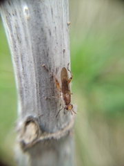 Sciomyzidae