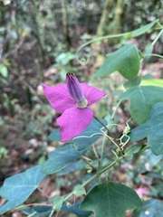 Passiflora mendoncaei