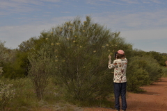 Grevillea stenobotrya