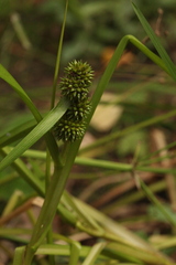 Sparganium glomeratum