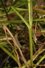 Sparganium glomeratum