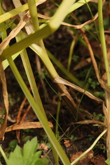Sparganium glomeratum