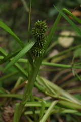Sparganium glomeratum