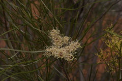 Grevillea stenobotrya