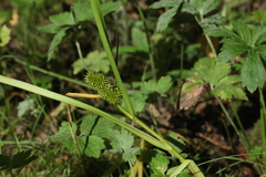 Sparganium glomeratum