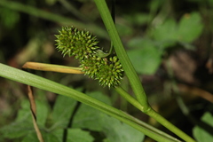 Sparganium glomeratum