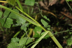 Sparganium glomeratum