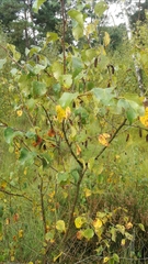 Betula pubescens