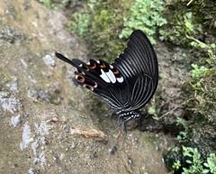 Papilio helenus