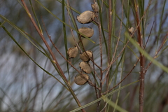 Grevillea stenobotrya