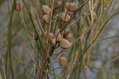 Grevillea stenobotrya