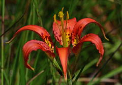Lilium catesbaei