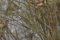 Grevillea stenobotrya