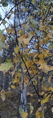 Betulaceae