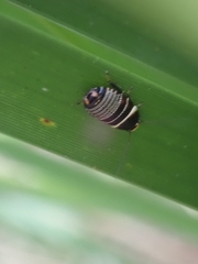 Ellipsidion australe