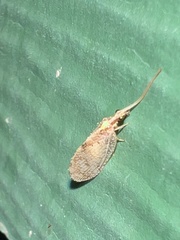 Hemerobius