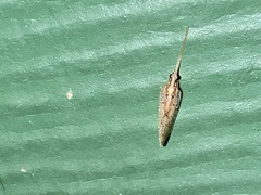 Hemerobius