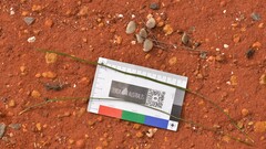 Grevillea stenobotrya