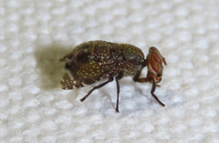 Platystoma