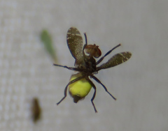 Platystoma