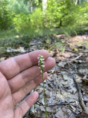 Spiranthes ovalis