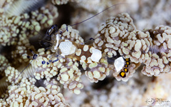 Ancylocaris brevicarpalis