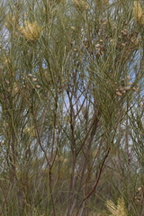Grevillea stenobotrya