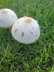 Chlorophyllum molybdites