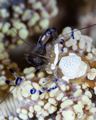 Ancylocaris brevicarpalis