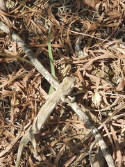 Chamaeleo chamaeleon