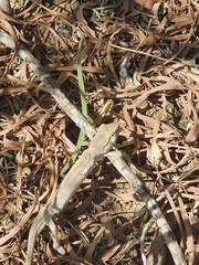 Chamaeleo chamaeleon